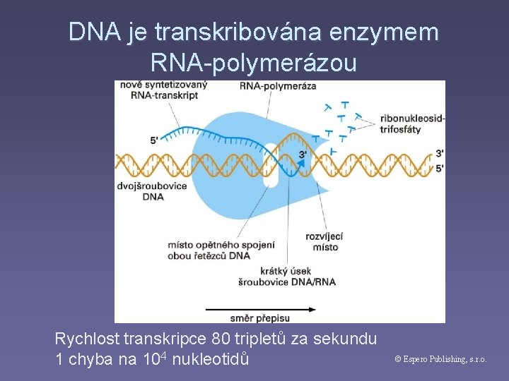 DNA je transkribována enzymem RNA-polymerázou Rychlost transkripce 80 tripletů za sekundu 1 chyba na