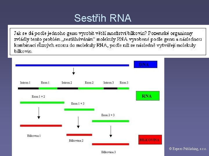 Sestřih RNA © Espero Publishing, s. r. o. 