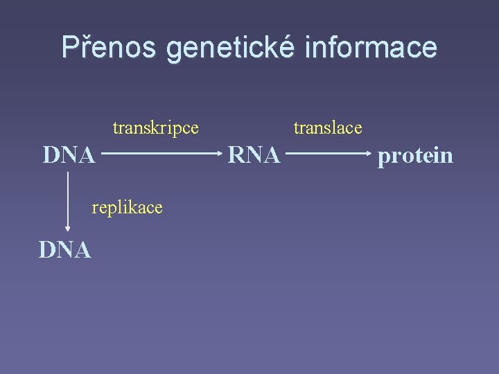 Přenos genetické informace transkripce DNA replikace DNA translace RNA protein 
