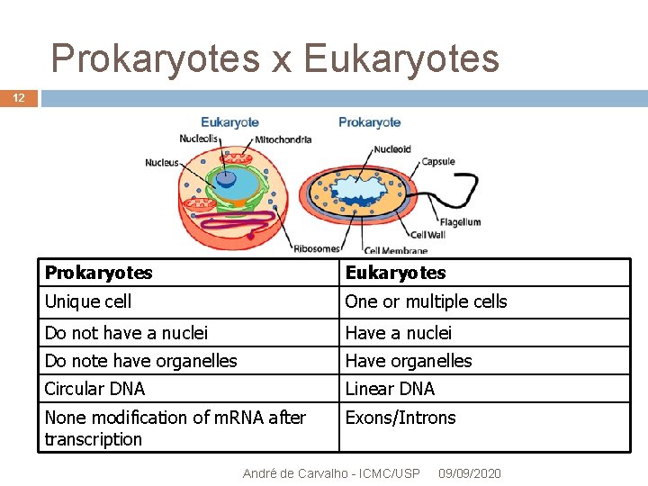 Prokaryotes x Eukaryotes 12 Prokaryotes Eukaryotes Unique cell One or multiple cells Do not