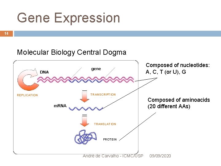 Gene Expression 14 Molecular Biology Central Dogma Composed of nucleotides: A, C, T (or