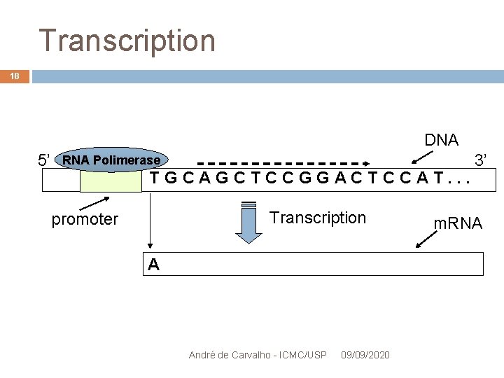 Transcription 18 DNA 5’ RNA Polimerase TGCAGCTCCGGACTCCAT. . . Transcription promoter A André de