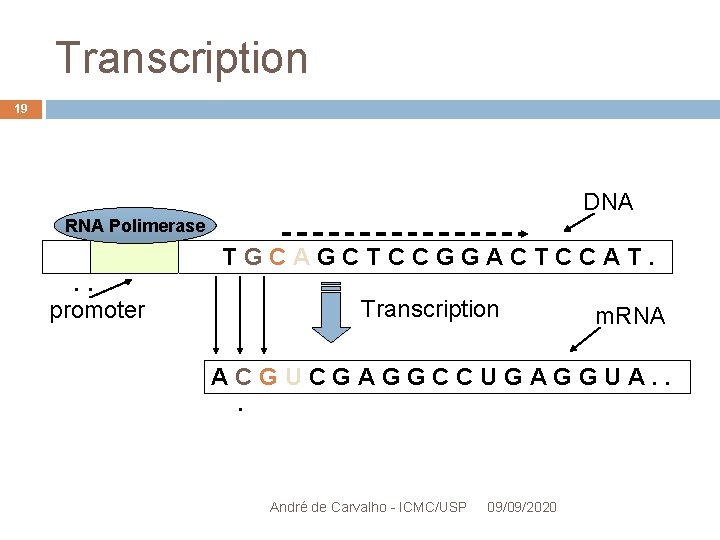 Transcription 19 DNA RNA Polimerase . . promoter TGCAGCTCCGGACTCCAT. Transcription m. RNA ACGUCGAGGCCUGAGGUA. .