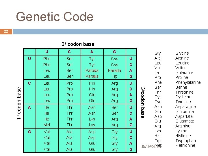 Genetic Code 22 U C A G U Phe Leu Ser Ser Tyr Parada