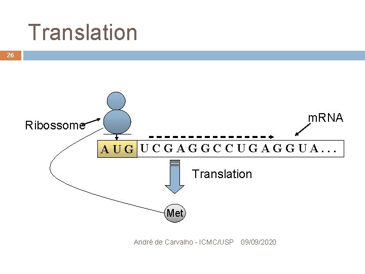 Translation 26 m. RNA Ribossome CG UCGAGGCCUGAGGUA. . . AU Translation Met André de