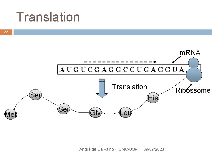 Translation 27 m. RNA AUGUCGAGGCCUGAGGUA. . . Translation Ser Met His Ser Gly Leu