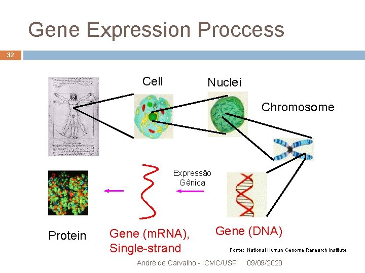 Gene Expression Proccess 32 Cell Nuclei Chromosome Expressão Gênica Protein Gene (m. RNA), Single-strand