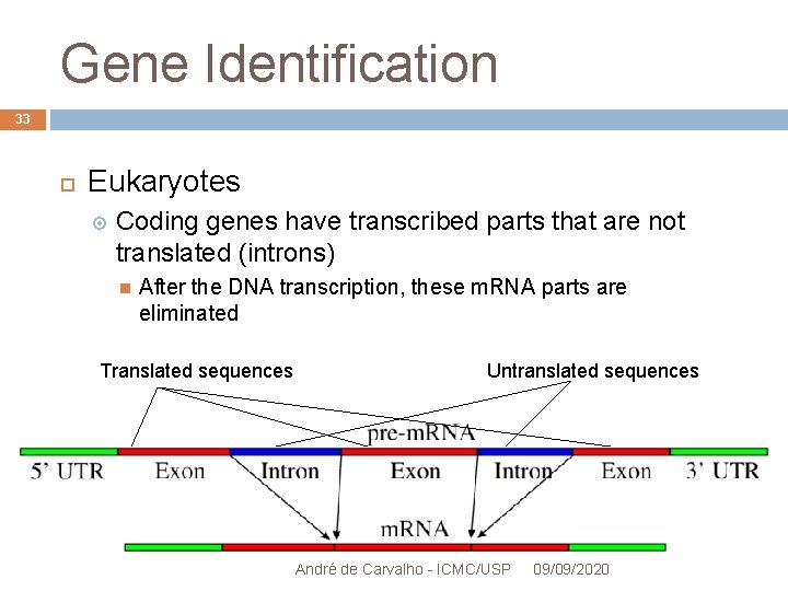 Gene Identification 33 Eukaryotes Coding genes have transcribed parts that are not translated (introns)