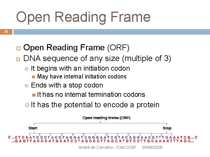 Open Reading Frame 36 Open Reading Frame (ORF) DNA sequence of any size (multiple