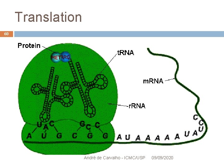 Translation 60 André de Carvalho - ICMC/USP 09/09/2020 