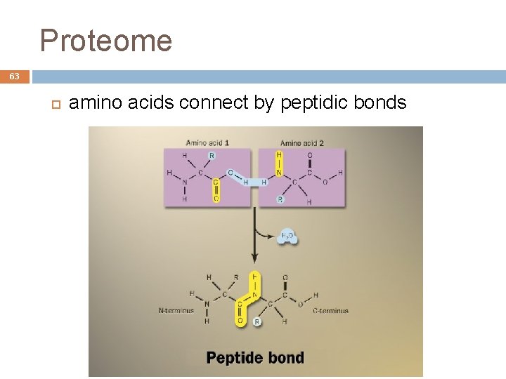 Proteome 63 amino acids connect by peptidic bonds André de Carvalho - ICMC/USP 09/09/2020