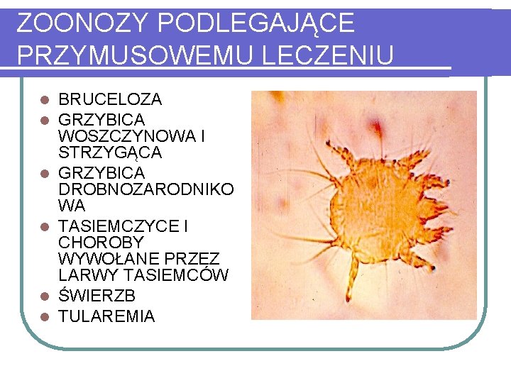 ZOONOZY PODLEGAJĄCE PRZYMUSOWEMU LECZENIU l l l BRUCELOZA GRZYBICA WOSZCZYNOWA I STRZYGĄCA GRZYBICA DROBNOZARODNIKO