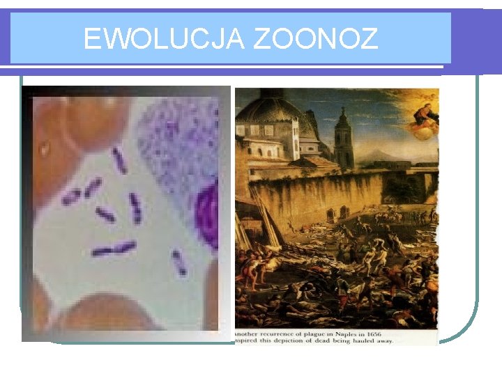 EWOLUCJA ZOONOZ 