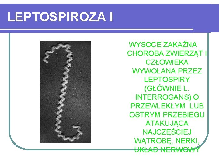 LEPTOSPIROZA I WYSOCE ZAKAŹNA CHOROBA ZWIERZĄT I CZŁOWIEKA WYWOŁANA PRZEZ LEPTOSPIRY (GŁÓWNIE L. INTERROGANS)