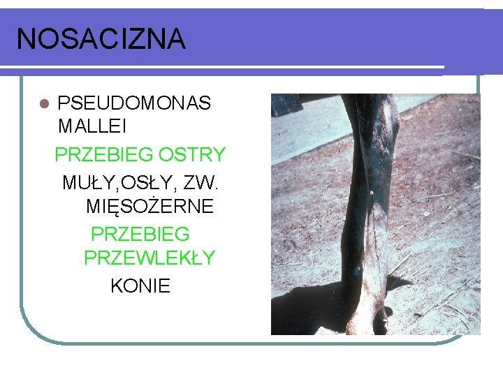 NOSACIZNA l PSEUDOMONAS MALLEI PRZEBIEG OSTRY MUŁY, OSŁY, ZW. MIĘSOŻERNE PRZEBIEG PRZEWLEKŁY KONIE 