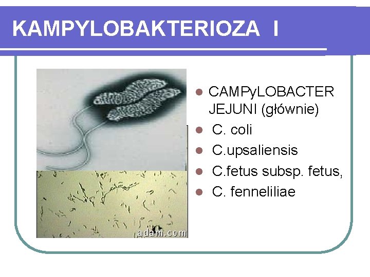 KAMPYLOBAKTERIOZA I l l l CAMPy. LOBACTER JEJUNI (głównie) C. coli C. upsaliensis C.