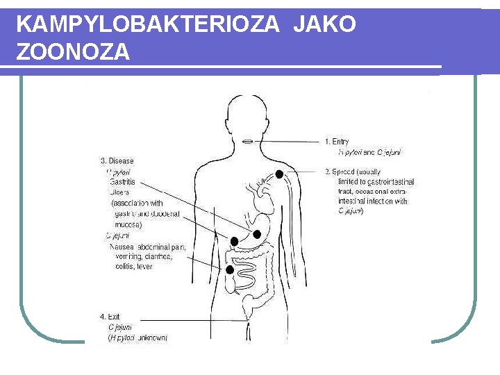 KAMPYLOBAKTERIOZA JAKO ZOONOZA 