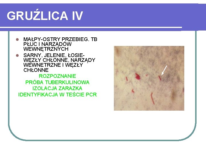 GRUŹLICA IV MAŁPY-OSTRY PRZEBIEG. TB PŁUC I NARZĄDÓW WEWNĘTRZNYCH l SARNY, JELENIE, ŁOSIEWĘZŁY CHŁONNE,