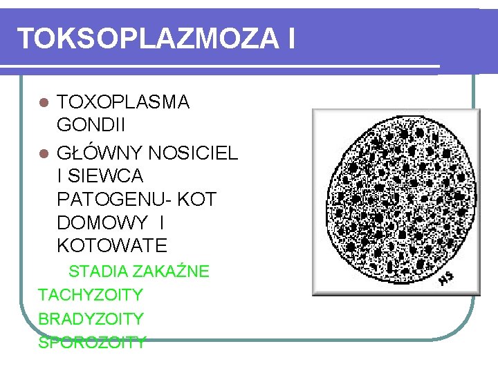 TOKSOPLAZMOZA I TOXOPLASMA GONDII l GŁÓWNY NOSICIEL I SIEWCA PATOGENU- KOT DOMOWY I KOTOWATE