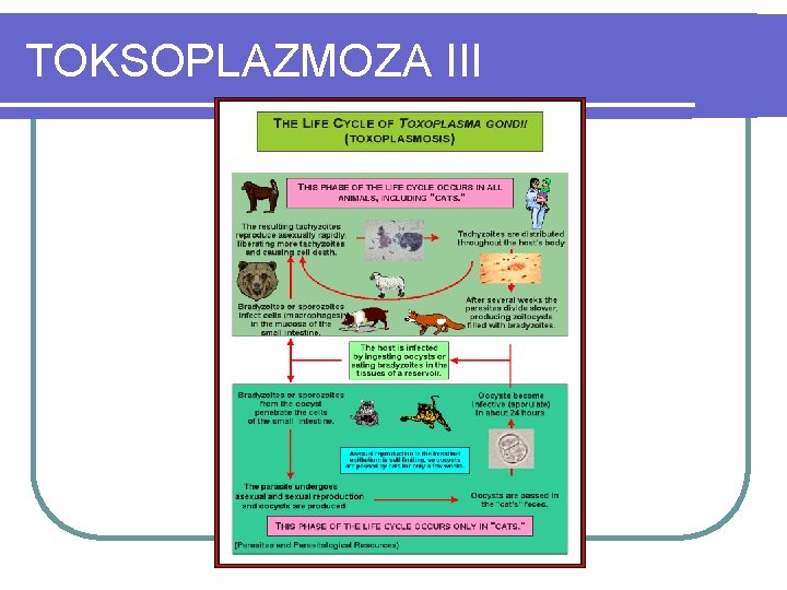 TOKSOPLAZMOZA III 