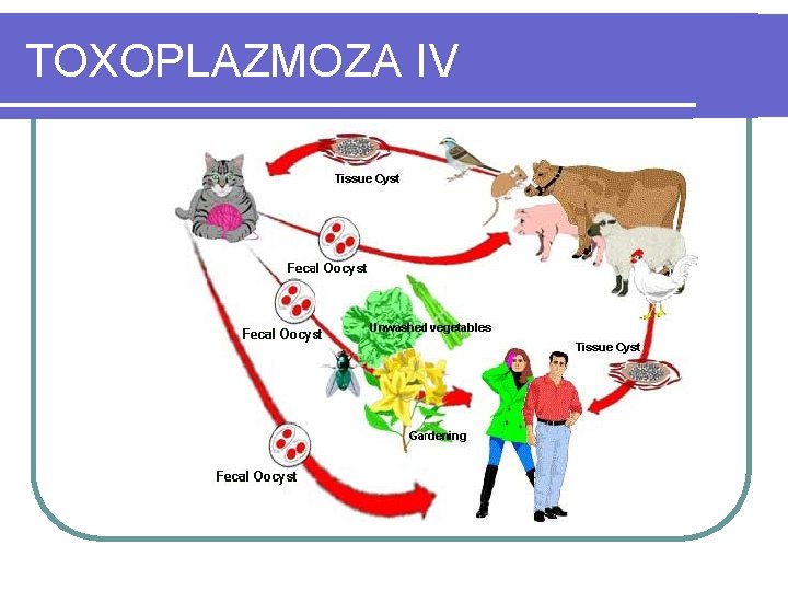 TOXOPLAZMOZA IV 