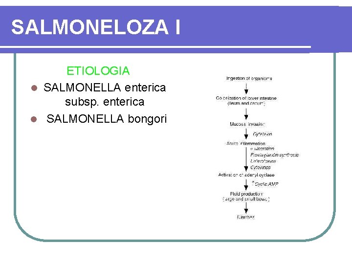 SALMONELOZA I ETIOLOGIA l SALMONELLA enterica subsp. enterica l SALMONELLA bongori 