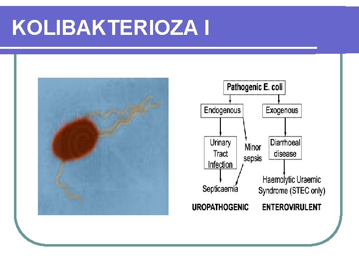 KOLIBAKTERIOZA I 