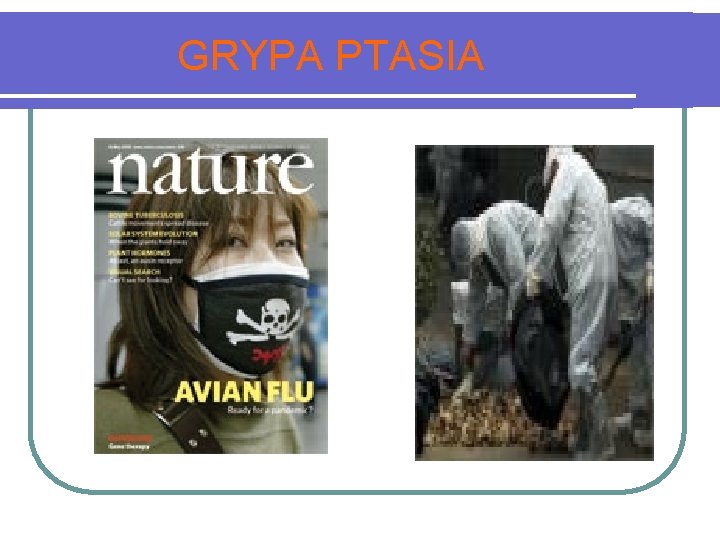 GRYPA PTASIA 