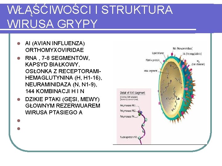 WŁĄŚĆIWOŚCI I STRUKTURA WIRUSA GRYPY l l l AI (AVIAN INFLUENZA) ORTHOMYXOVIRIDAE RNA ,