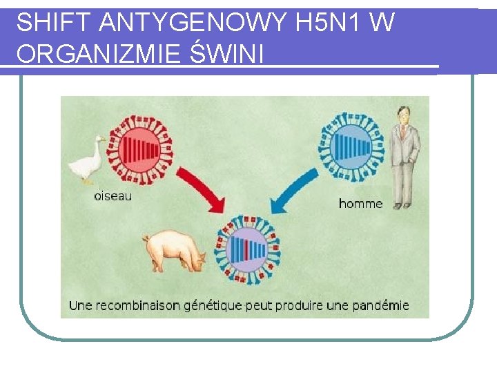 SHIFT ANTYGENOWY H 5 N 1 W ORGANIZMIE ŚWINI 