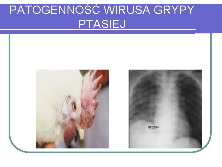 PATOGENNOŚĆ WIRUSA GRYPY PTASIEJ 