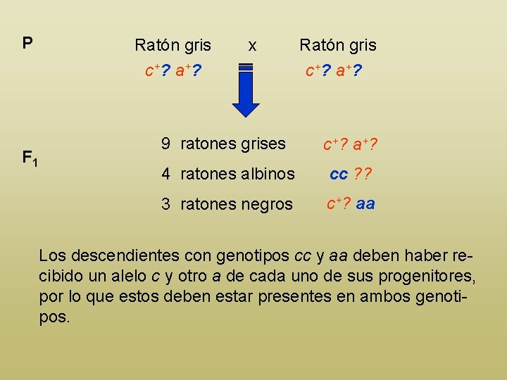 P F 1 Ratón gris c+? a+? x Ratón gris c+? a+? 9 ratones