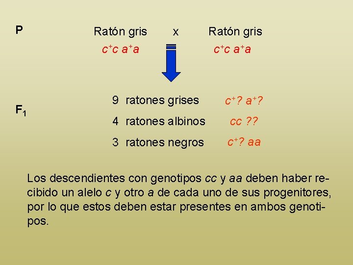 P F 1 Ratón gris c+c a+a x Ratón gris c+c a+a 9 ratones