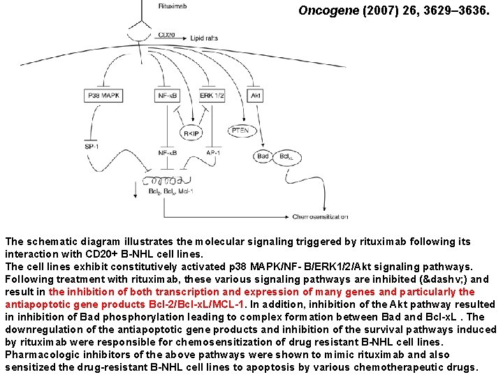 Oncogene (2007) 26, 3629– 3636. 　 The schematic diagram illustrates the molecular signaling triggered