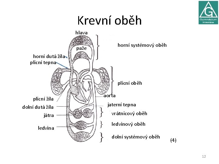 Krevní oběh hlava horní systémový oběh paže horní dutá žíla plicní tepna plicní oběh