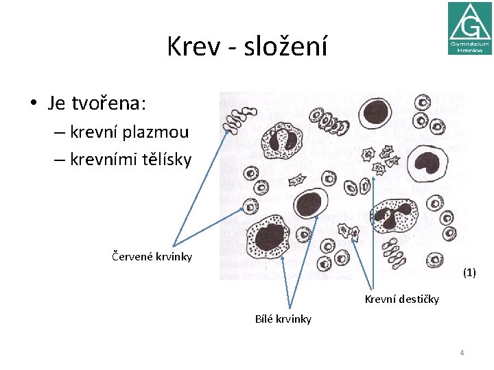 Krev - složení • Je tvořena: – krevní plazmou – krevními tělísky Červené krvinky