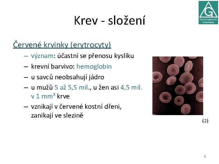 Krev - složení Červené krvinky (erytrocyty) význam: účastní se přenosu kyslíku krevní barvivo: hemoglobin