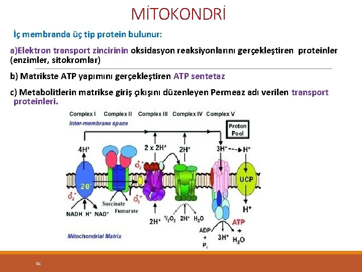 MİTOKONDRİ İç membranda üç tip protein bulunur: a)Elektron transport zincirinin oksidasyon reaksiyonlarını gerçekleştiren proteinler