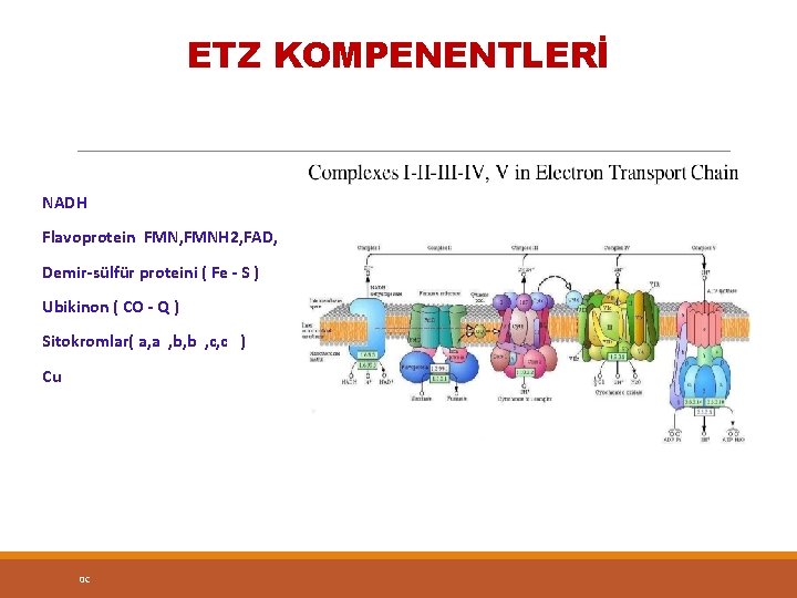 ETZ KOMPENENTLERİ NADH Flavoprotein FMN, FMNH 2, FAD, Demir-sülfür proteini ( Fe - S