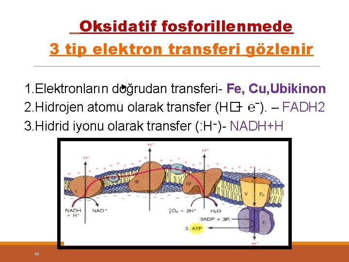 Oksidatif fosforillenmede 3 tip elektron transferi gözlenir 1. Elektronların doğrudan transferi- Fe, Cu, Ubikinon