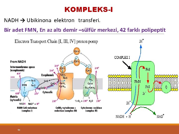 KOMPLEKS-I NADH → Ubikinona elektron transferi. Bir adet FMN, En az altı demir –sülfür