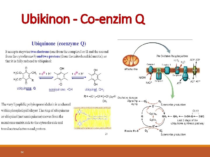 Ubikinon - Co-enzim Q 0 C 