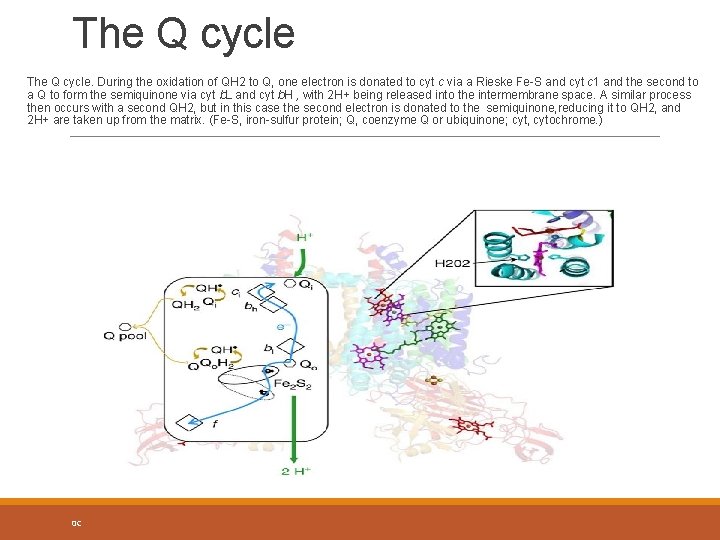 The Q cycle. During the oxidation of QH 2 to Q, one electron is