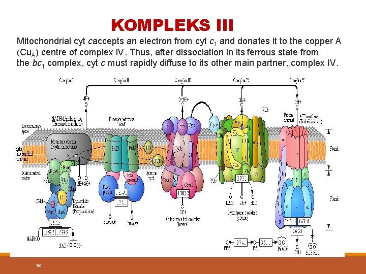 KOMPLEKS III Mitochondrial cyt caccepts an electron from cyt c 1 and donates it