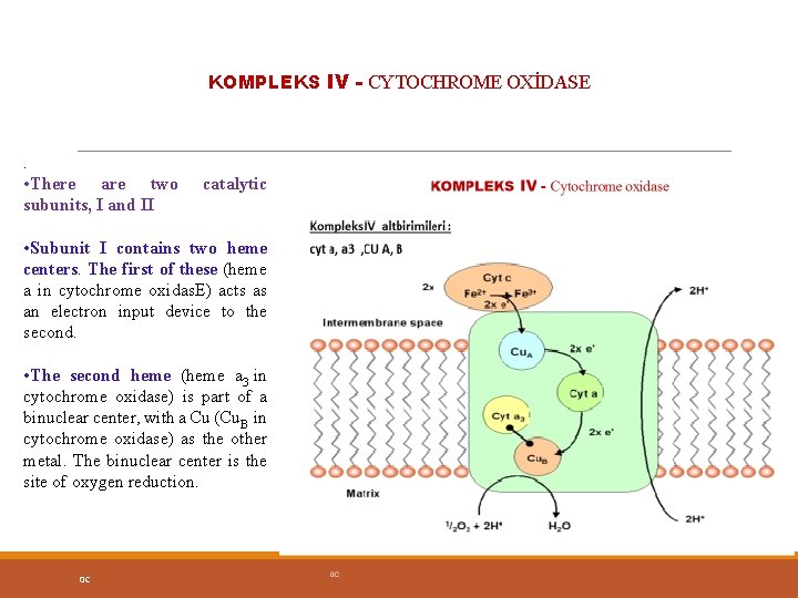 KOMPLEKS IV - CYTOCHROME OXİDASE . • There are two subunits, I and II
