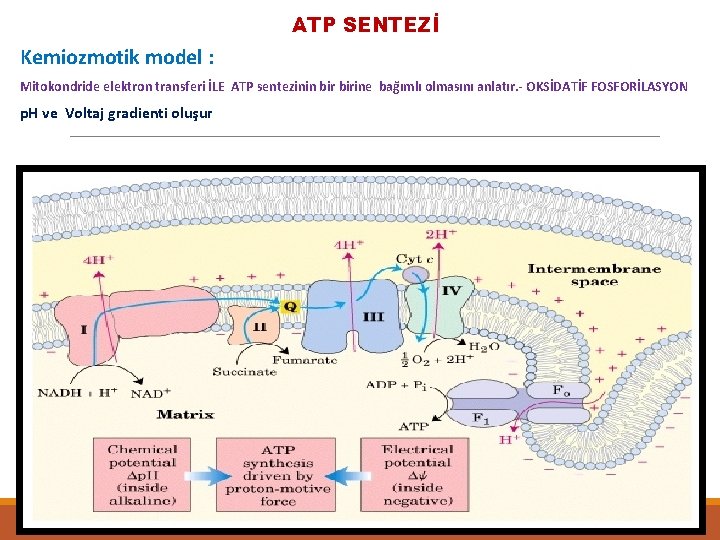 ATP SENTEZİ Kemiozmotik model : Mitokondride elektron transferi İLE ATP sentezinin birine bağımlı olmasını