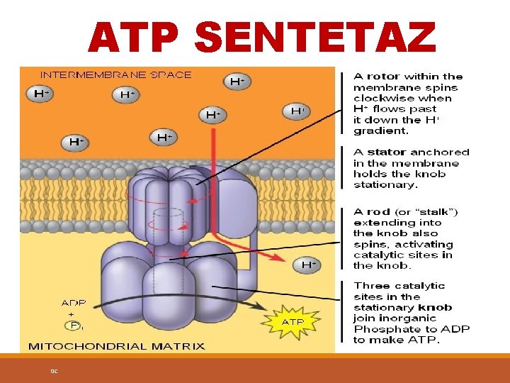 ATP SENTETAZ 0 C 