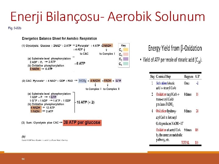 Enerji Bilançosu- Aerobik Solunum 0 C 