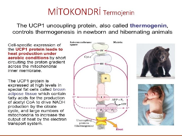 MİTOKONDRİ Termojenin 0 C 