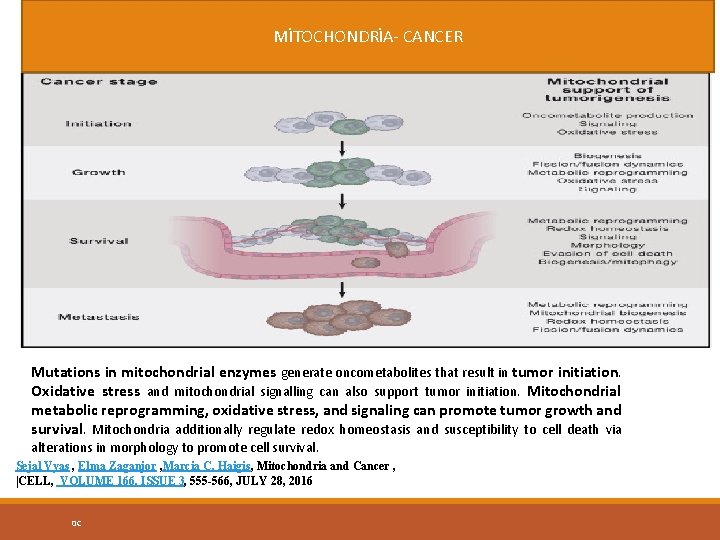MİTOCHONDRİA- CANCER Mutations in mitochondrial enzymes generate oncometabolites that result in tumor initiation. Oxidative